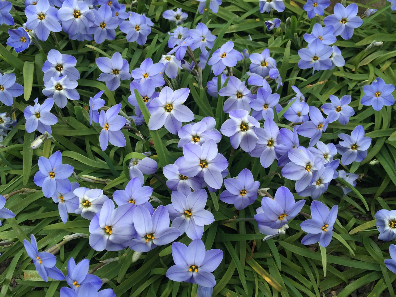 star flower blue spring free photo