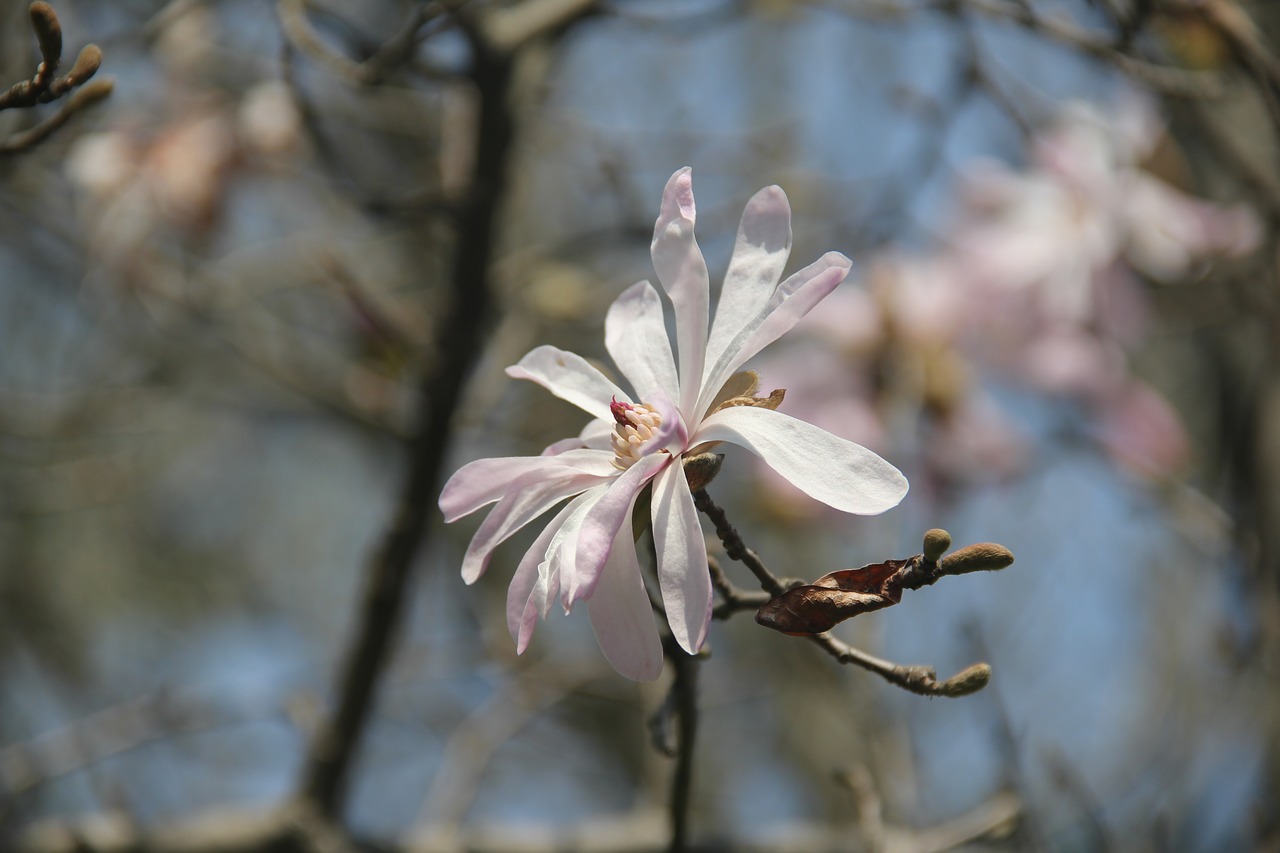 star flower magnolia spring flowers free photo
