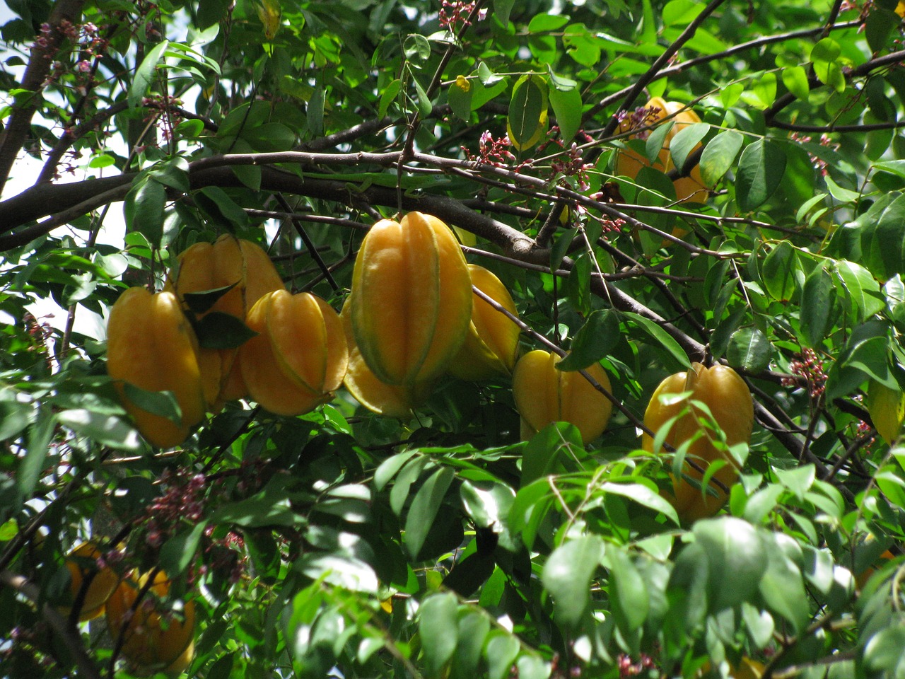 star fruit fruit tree free photo