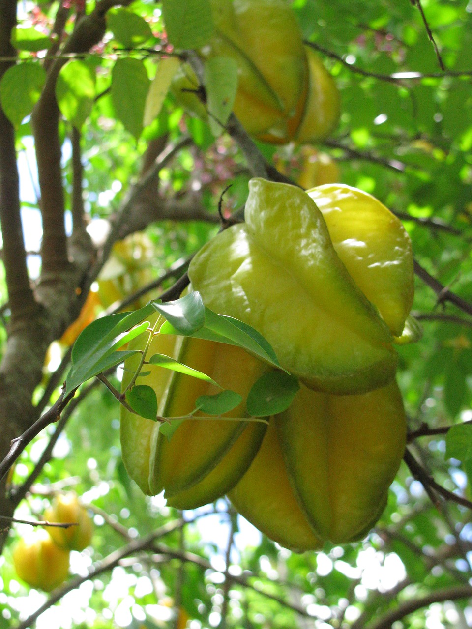 star fruit plant tropical free photo