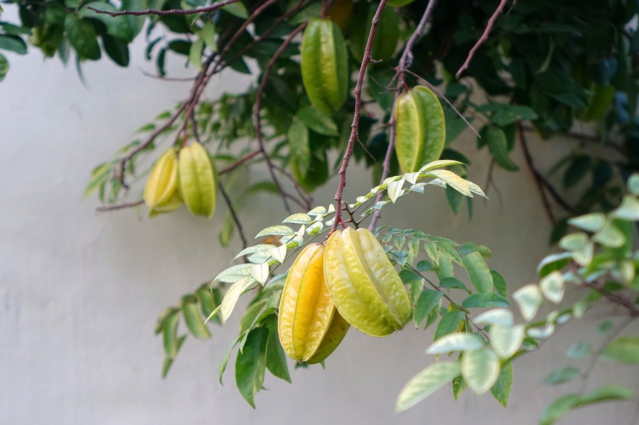 star fruit carambola summer fruit free photo