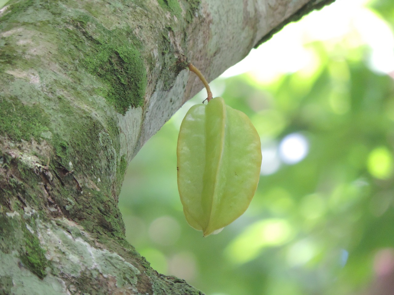 star fruit fruit star fruit tree free photo