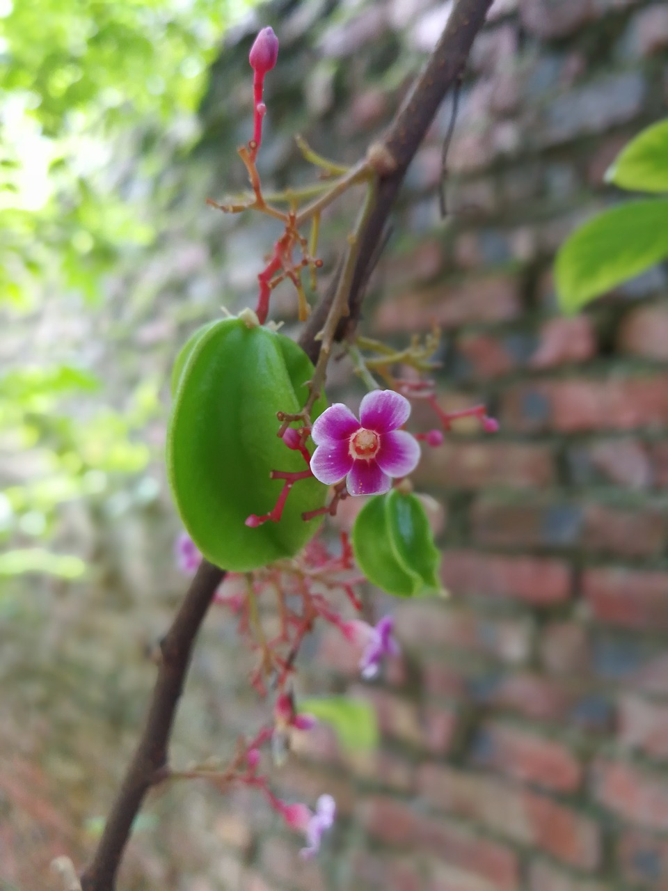 star fruit flowers green fruit free photo