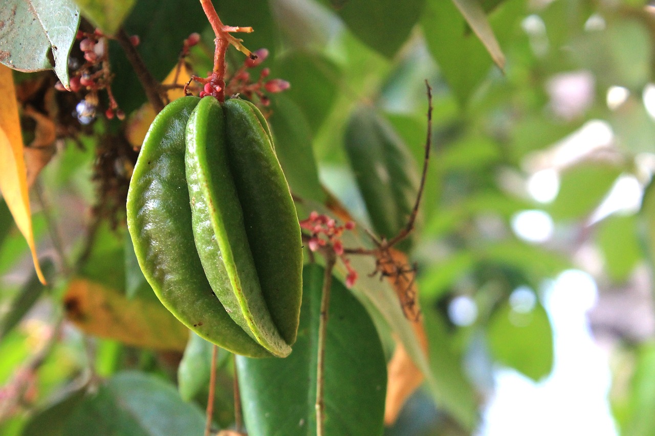 star fruit plant food free photo