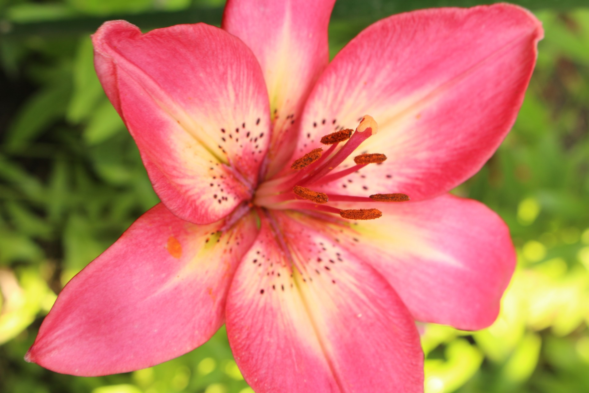 stargazer lily red free photo