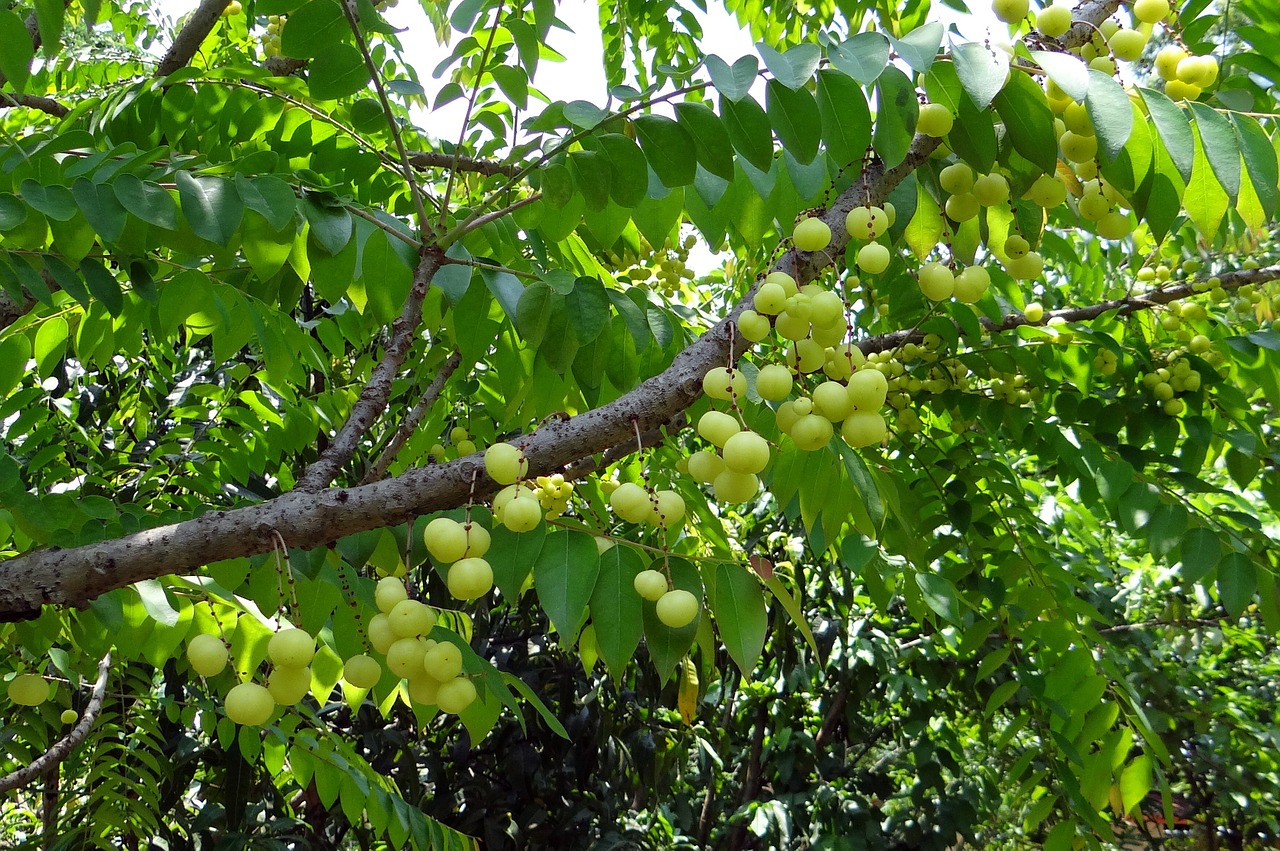 star gooseberry west india gooseberry phylanthus acidus free photo