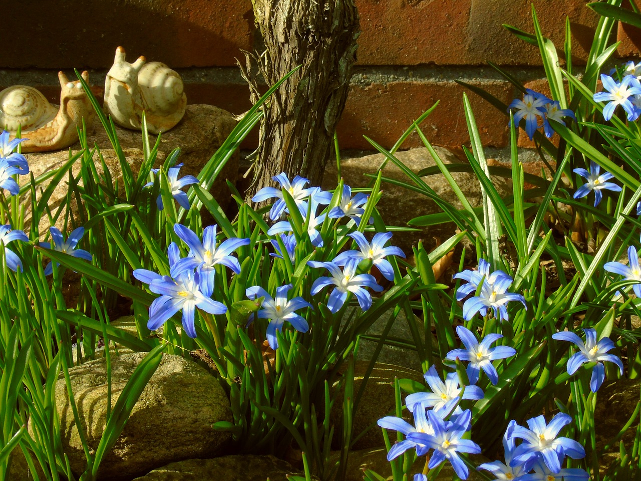 star hyacinth hyacinth blue free photo