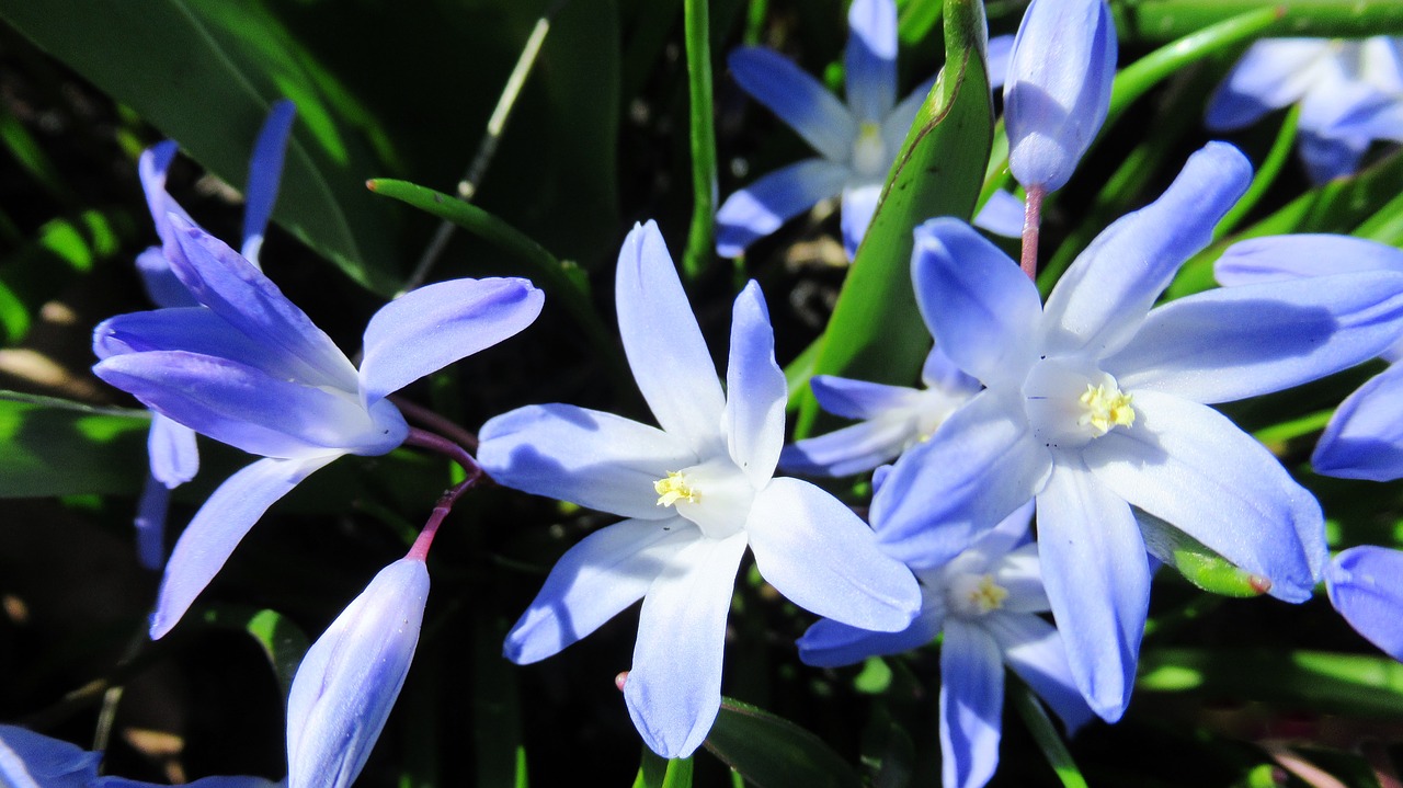 star hyacinth  flower  flora free photo