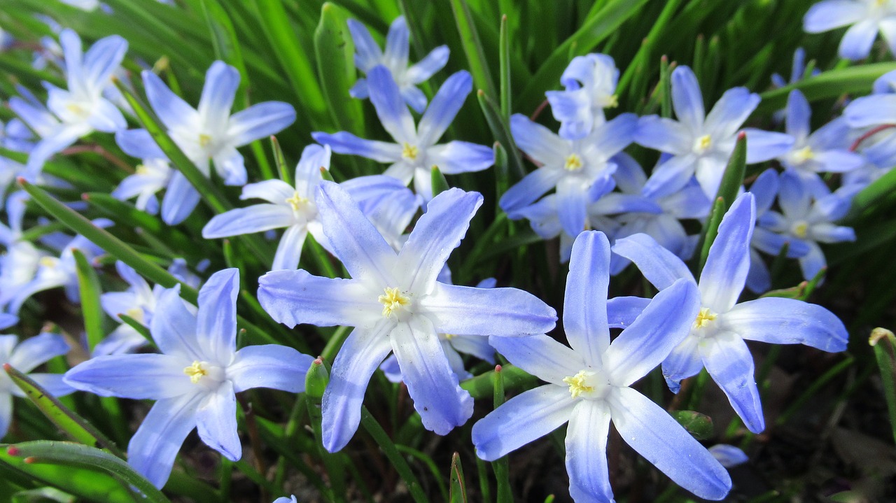 star hyacinth  flower  flora free photo