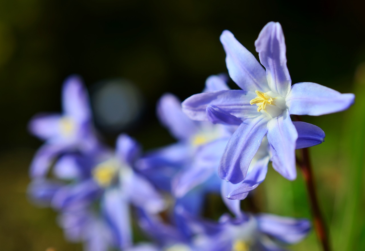 star hyacinth snow shine signs of spring free photo