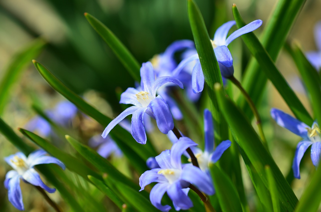 star hyacinth snow shine signs of spring free photo