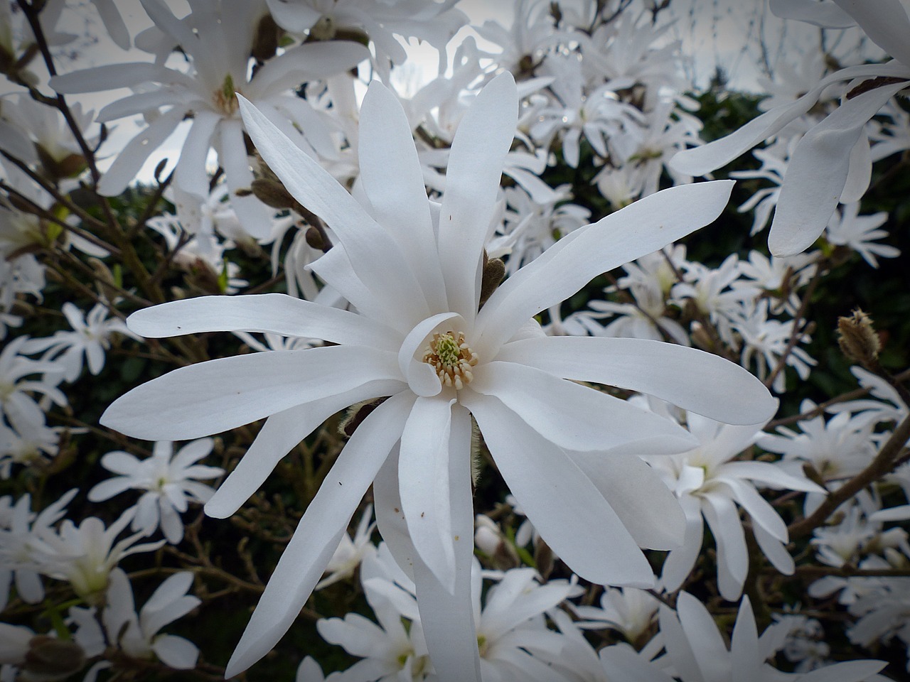 star magnolia magnolia flower free photo
