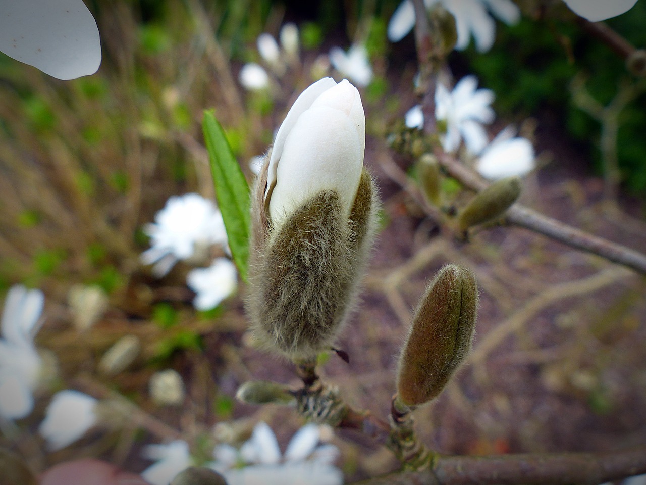 star magnolia bud magnolia free photo