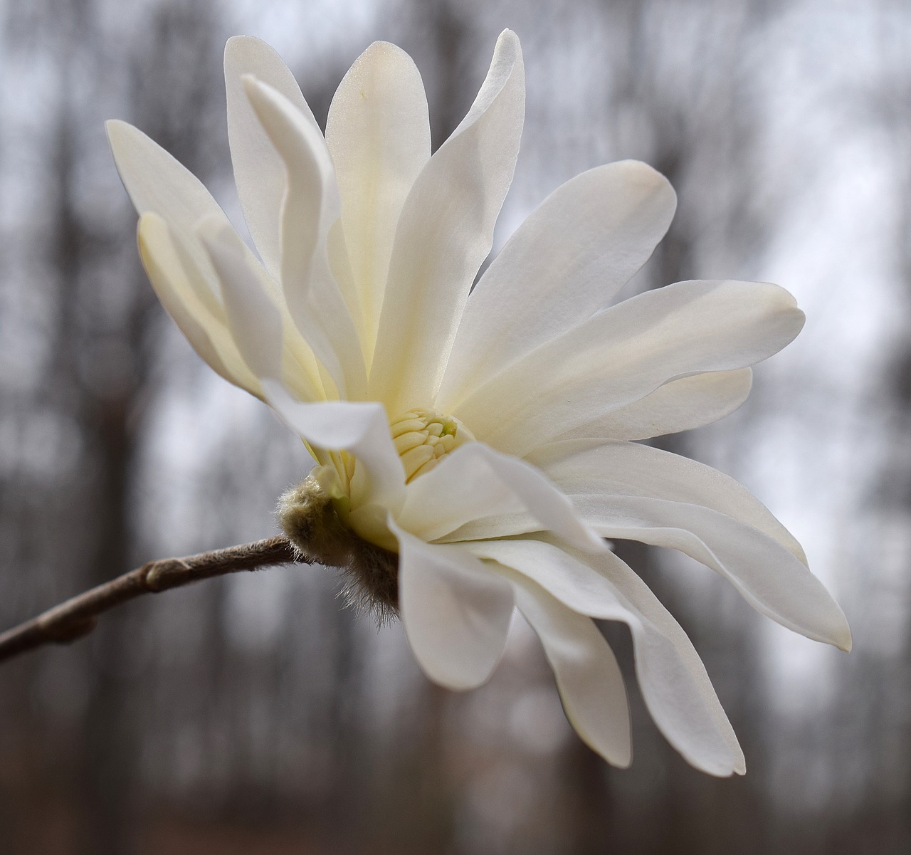 star magnolia magnolia tree free photo