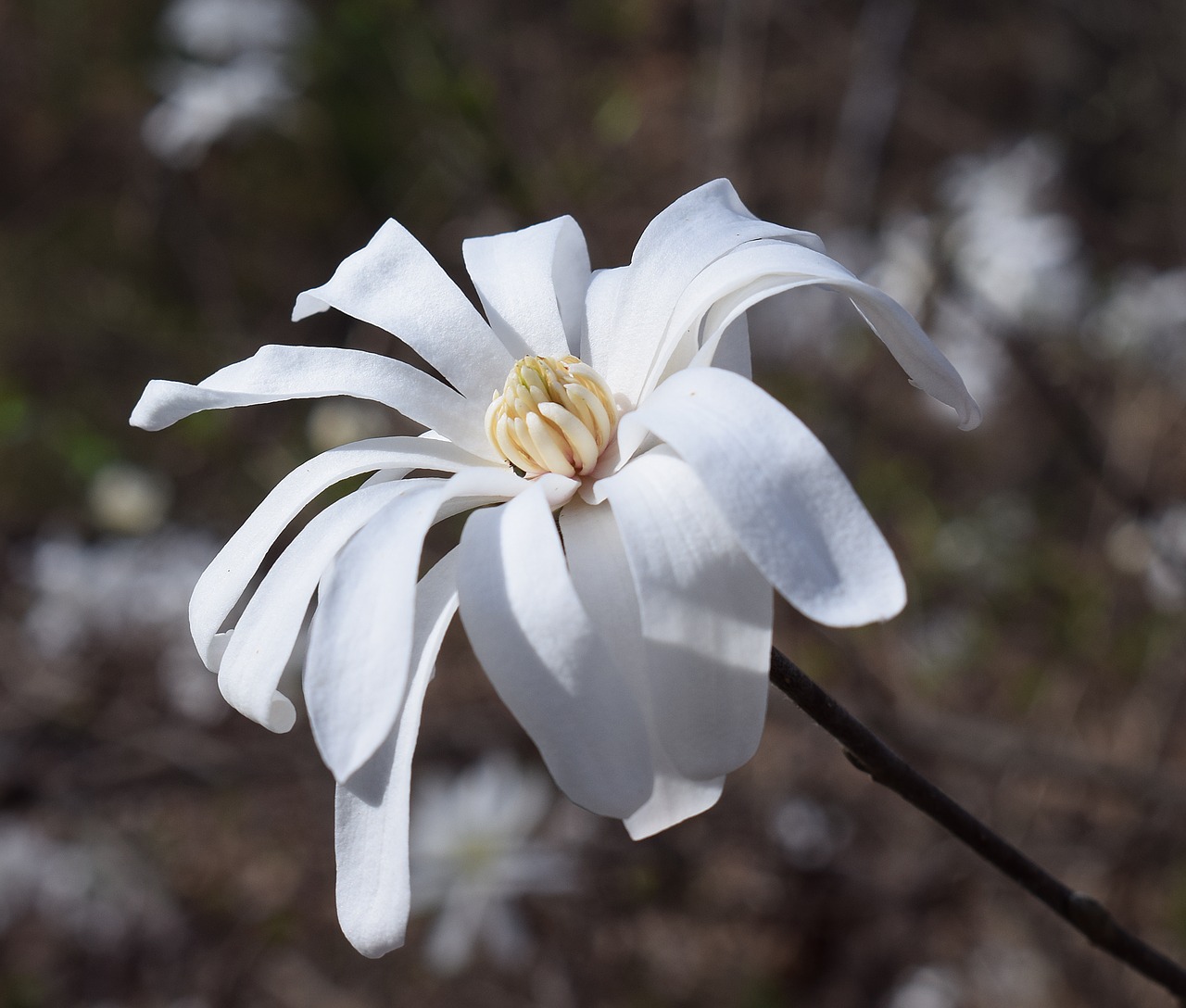 star magnolia magnolia tree free photo