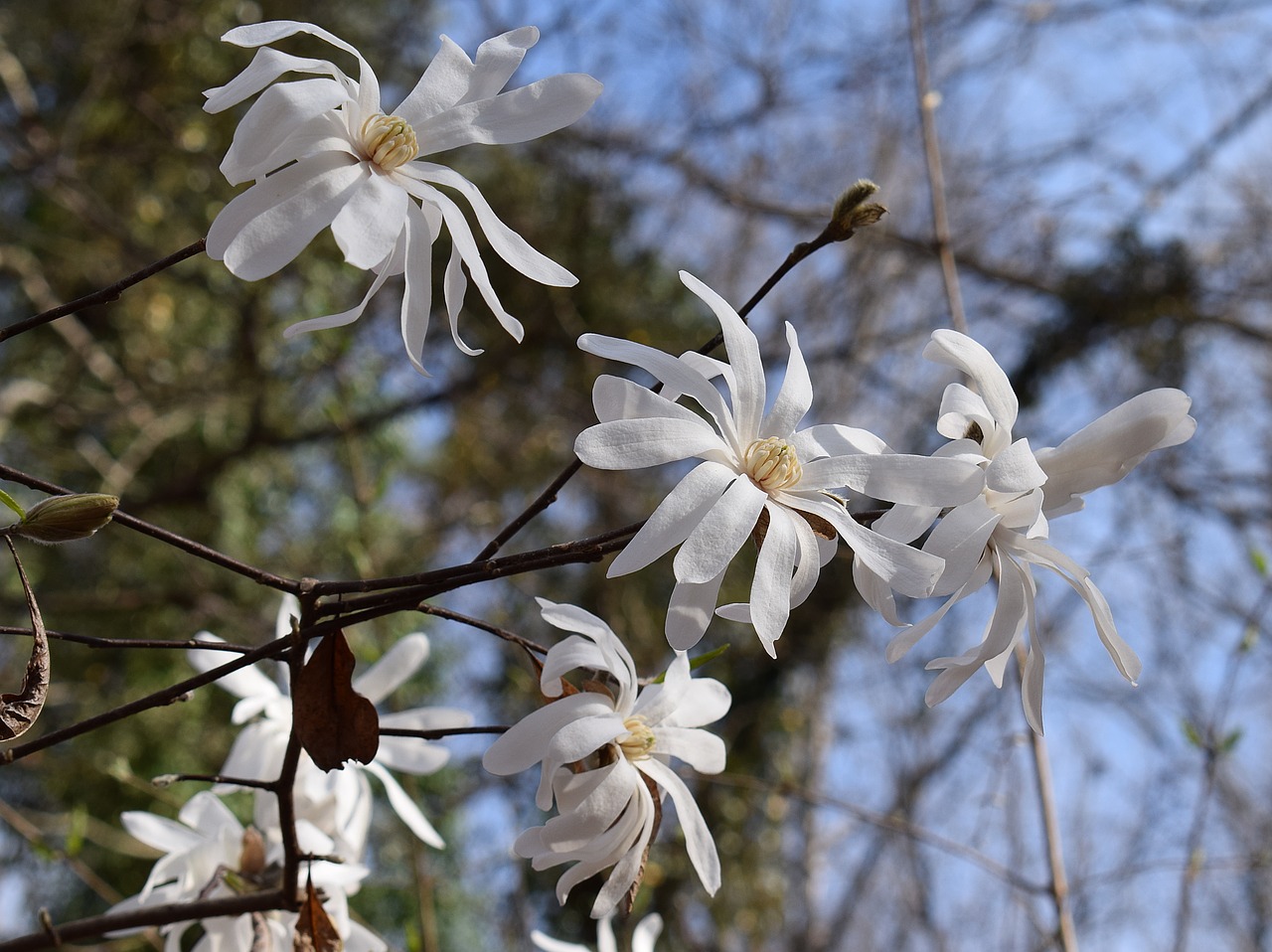 star magnolia magnolia tree free photo