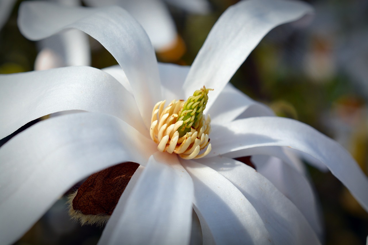 star magnolia magnolia bloom free photo