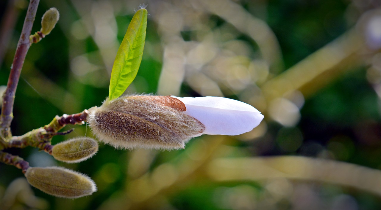 star magnolia magnolia bud free photo