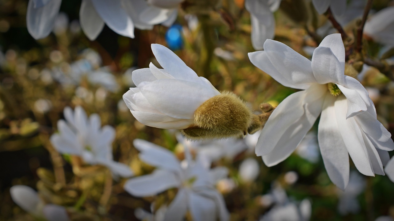 star magnolia magnolia bud free photo