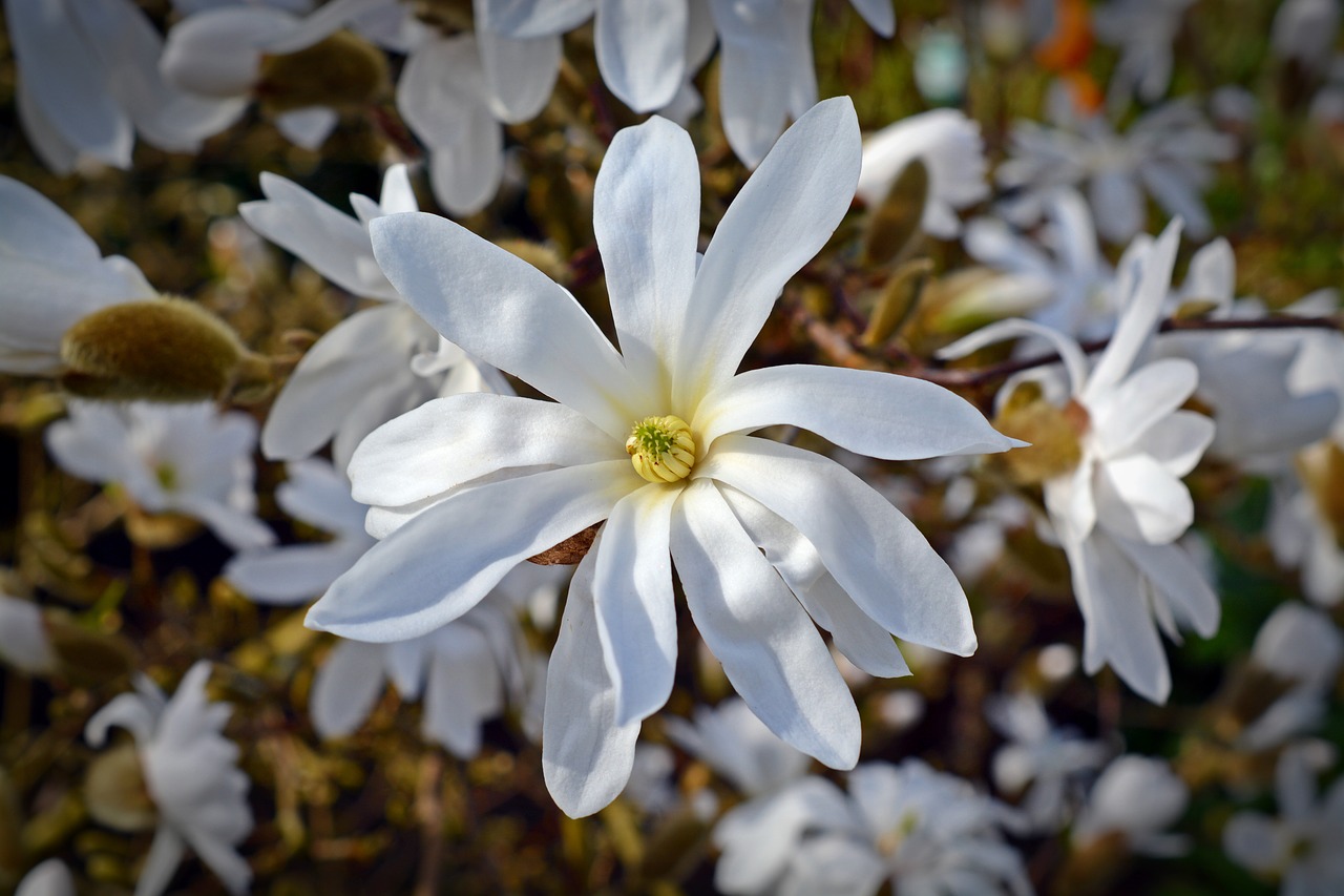 star magnolia magnolia bloom free photo