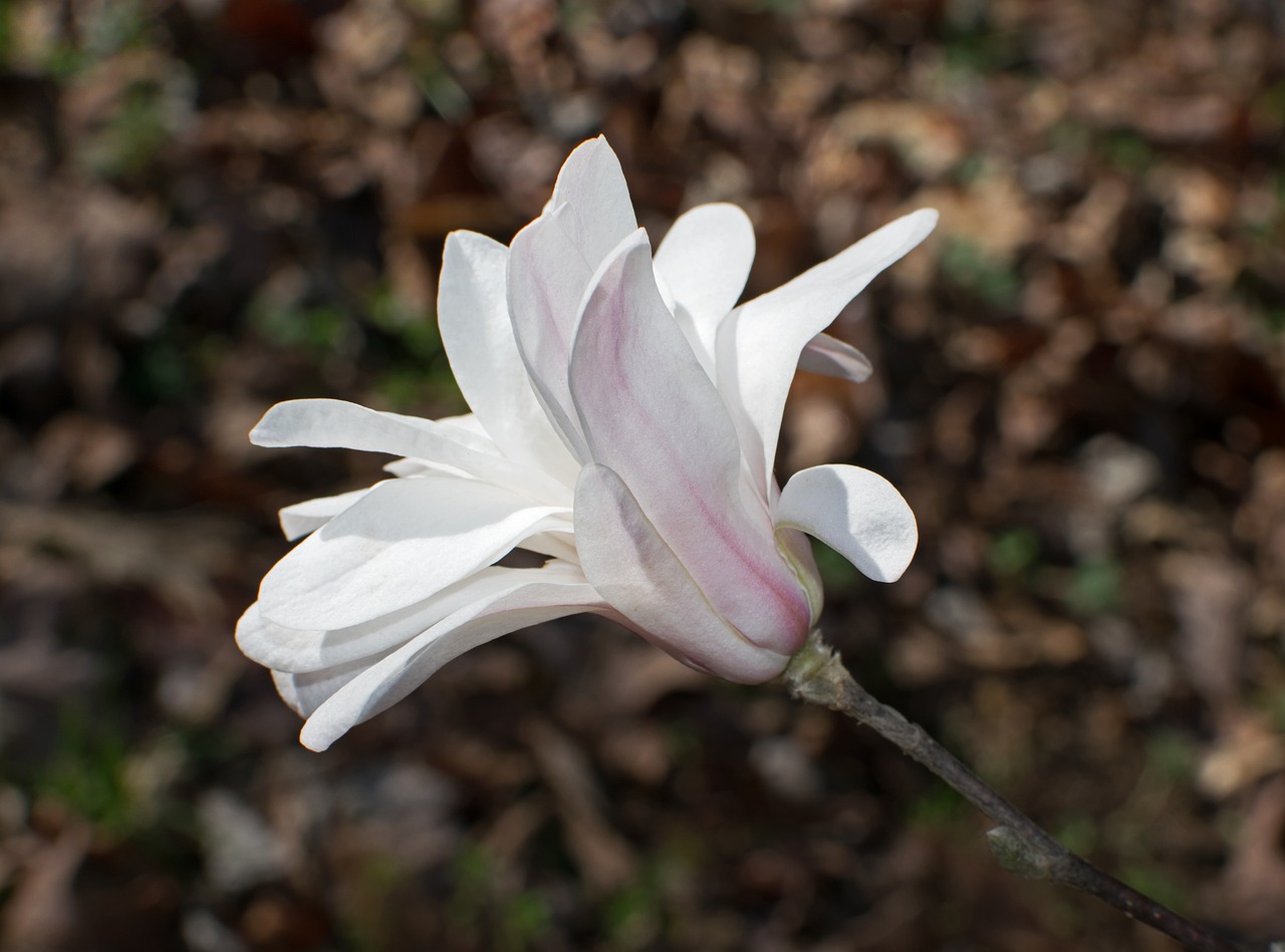 star magnolia flower blossom free photo