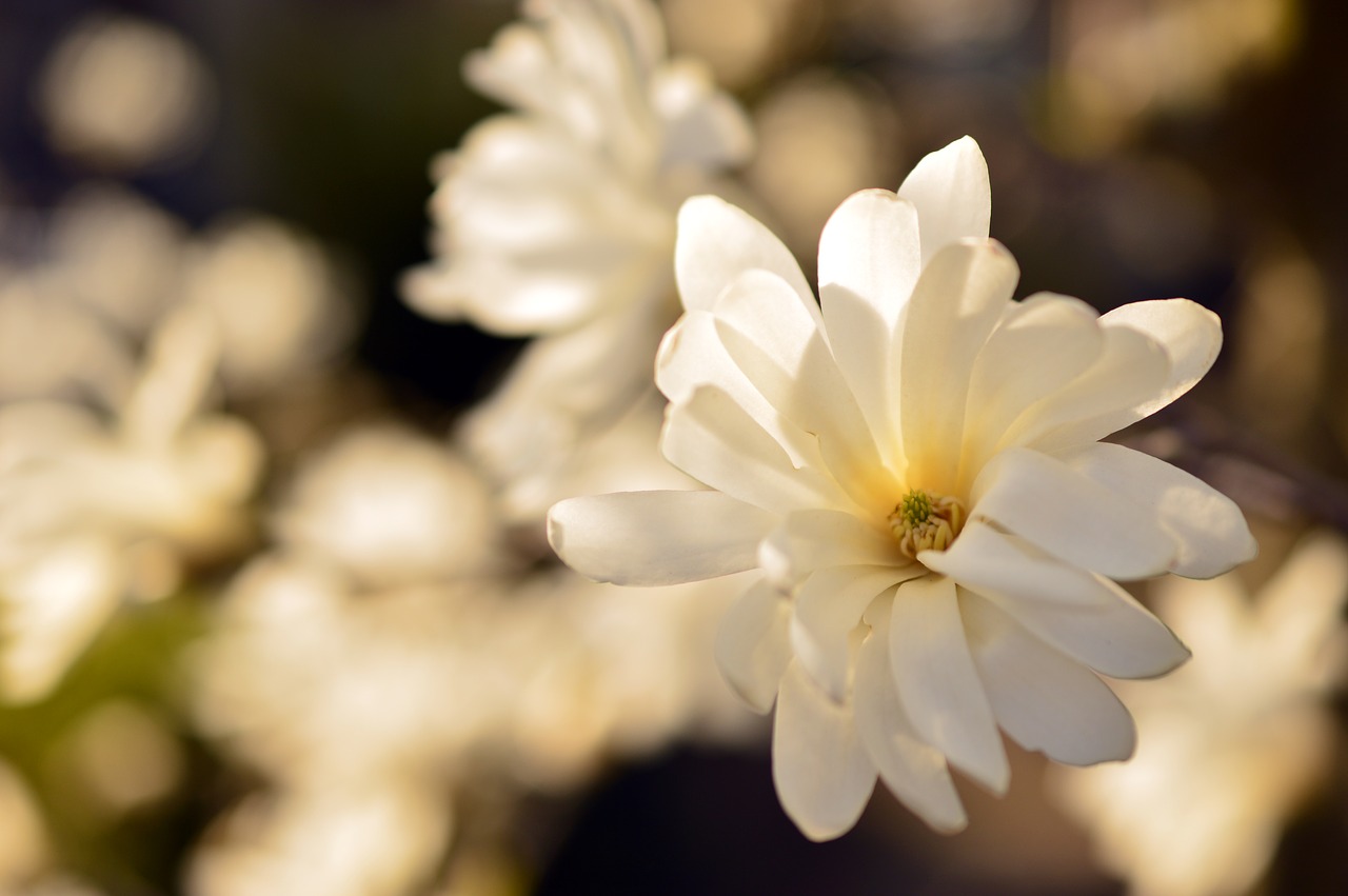 star magnolia  magnolia  magnoliaceae free photo