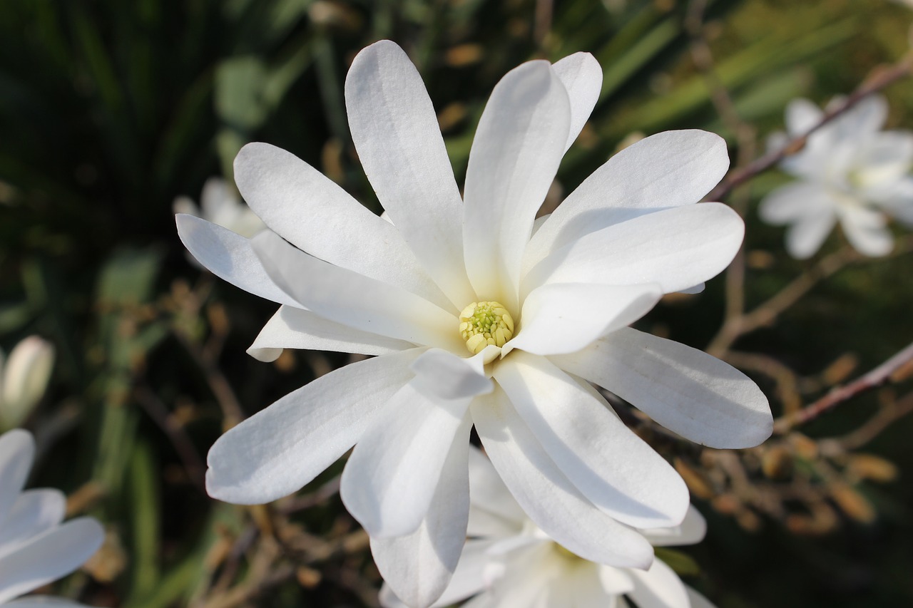 star magnolia  magnolia  white free photo