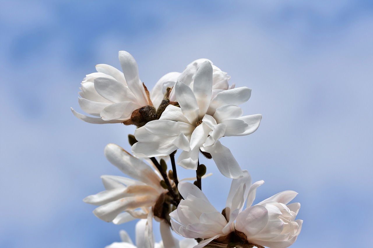 star magnolia  magnolia  frühlingsblüher free photo