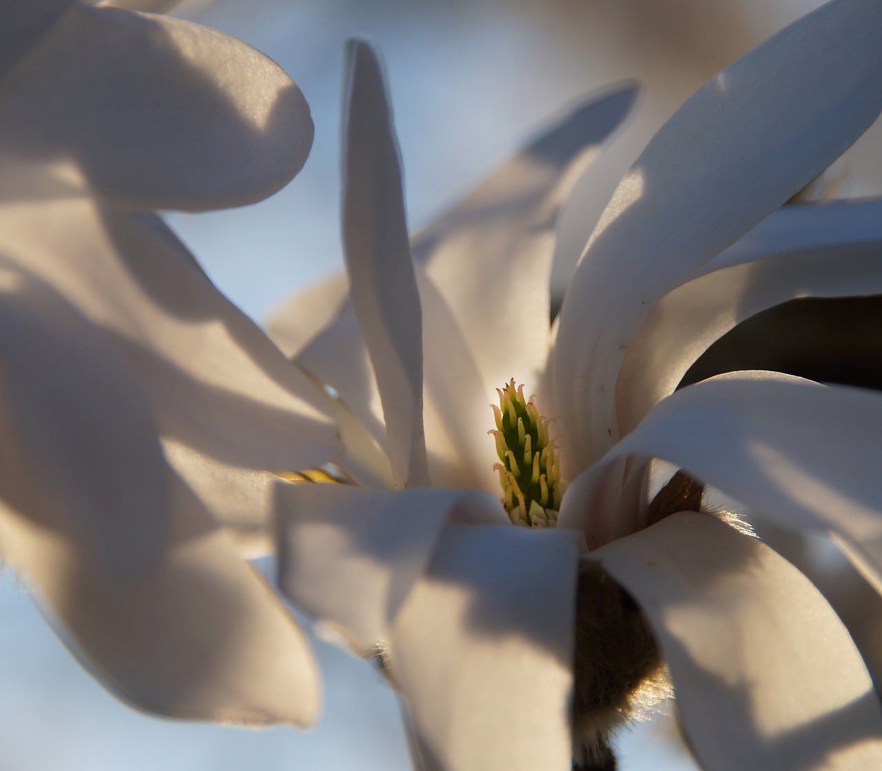 star magnolia flower bush free photo