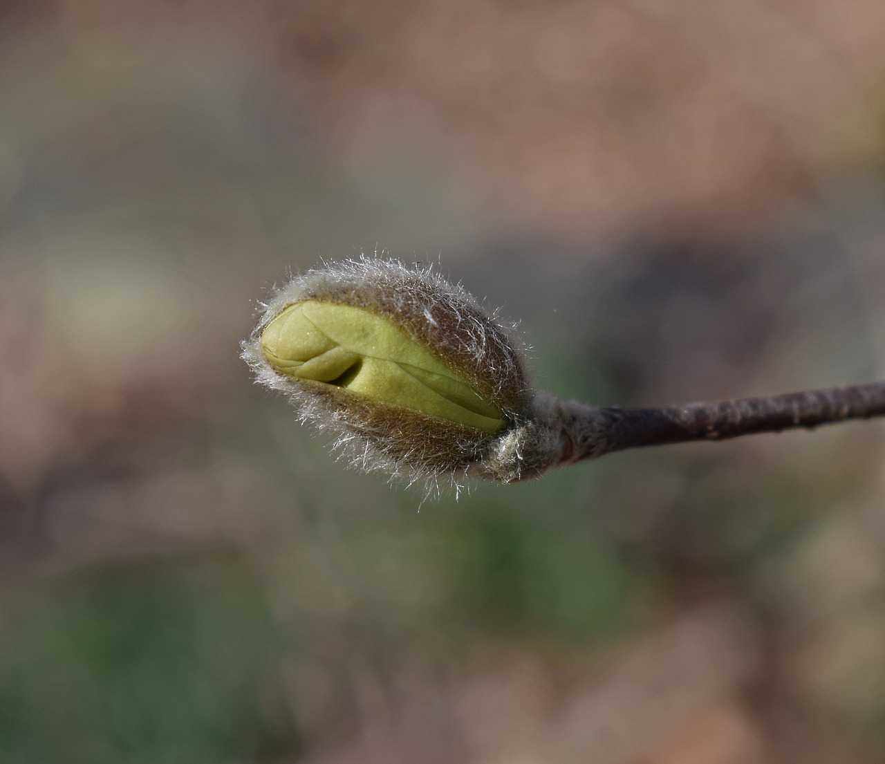 star magnolia blossom bud star magnolia magnolia free photo