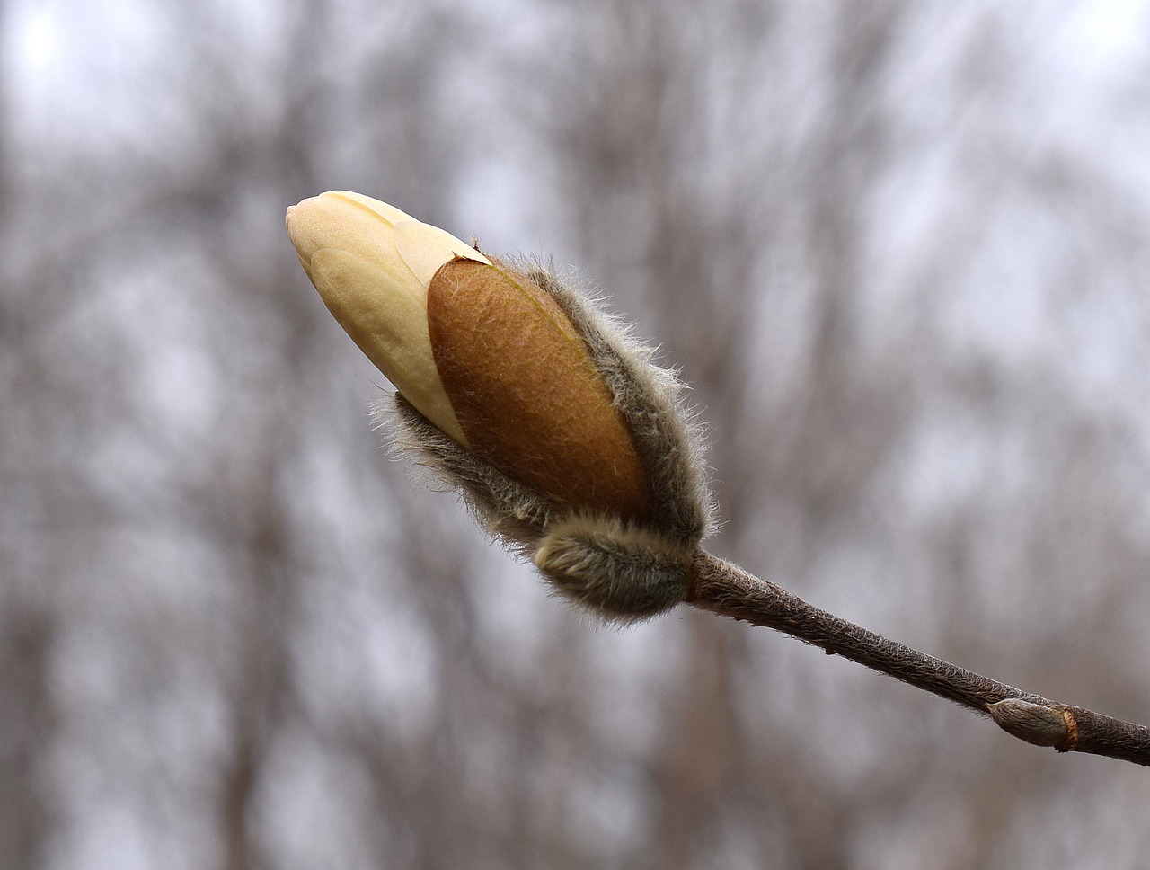 star magnolia blossom bud opening star magnolia magnolia free photo