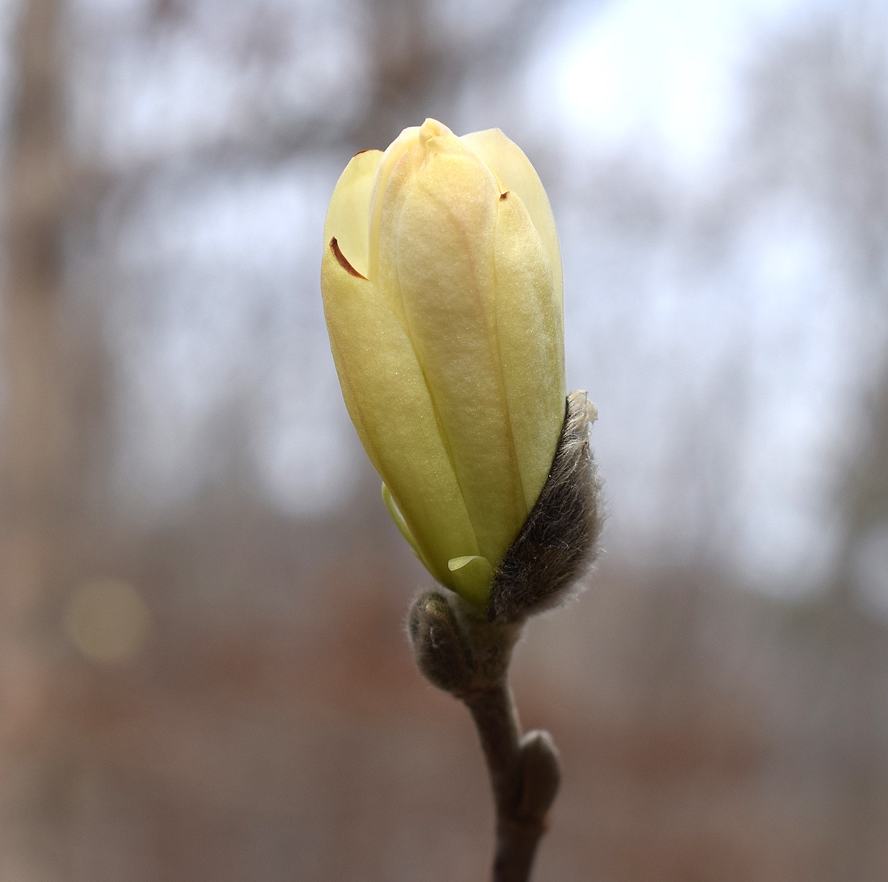 star magnolia blossom bud opening star magnolia magnolia free photo