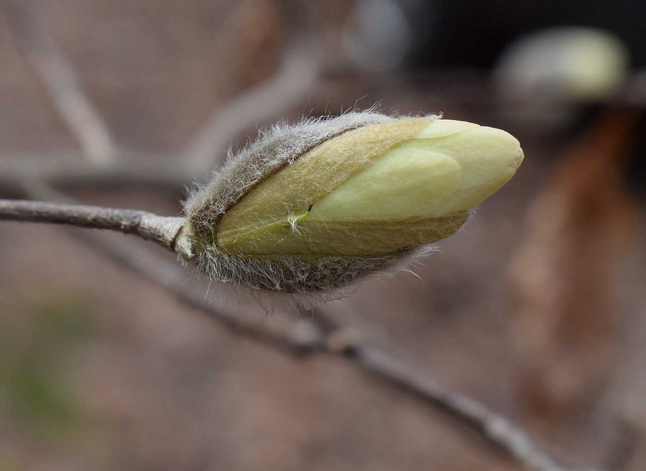 star magnolia blossom bud opening star magnolia magnolia free photo