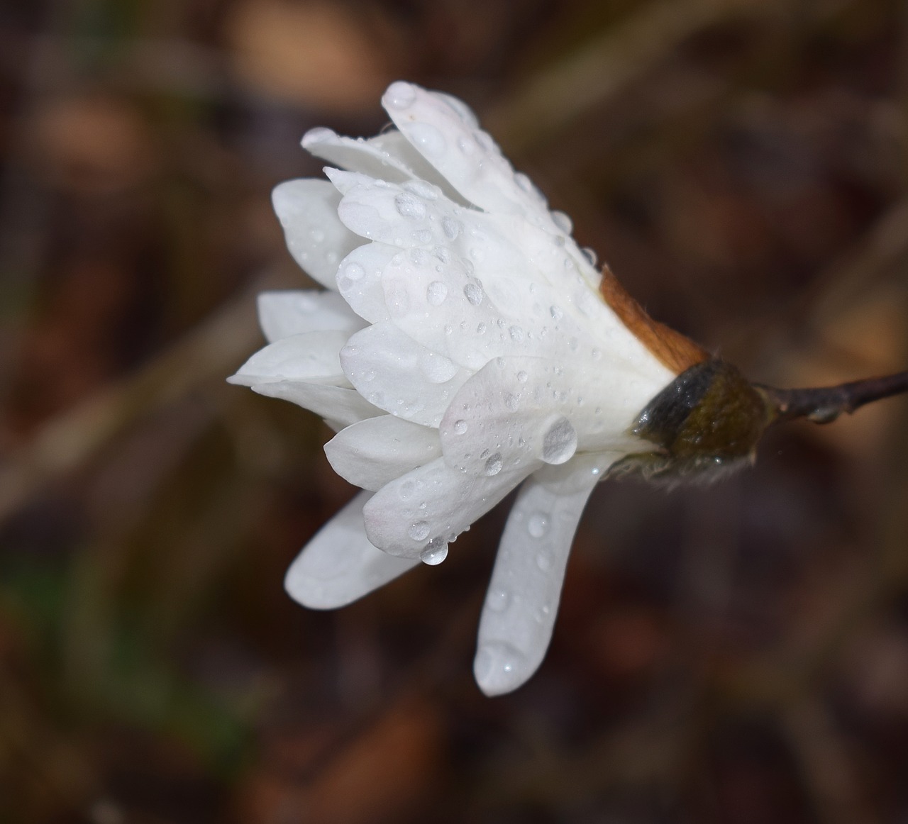 star magnolia fin the rain rain raindrops free photo