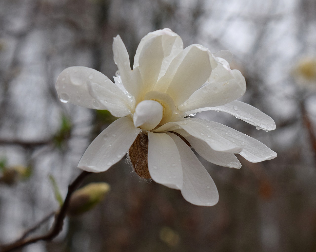 star magnolia fin the rain rain raindrops free photo