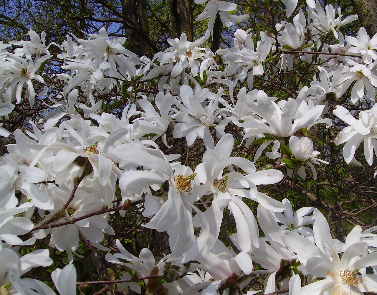 star magnolie magnolia stellata ornamental shrub free photo