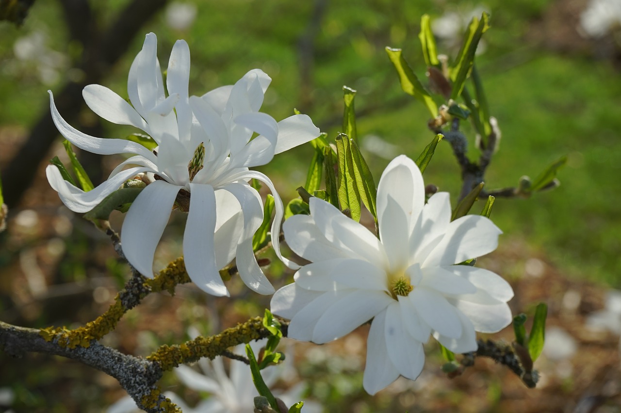 star magnolie magnolia blossom free photo