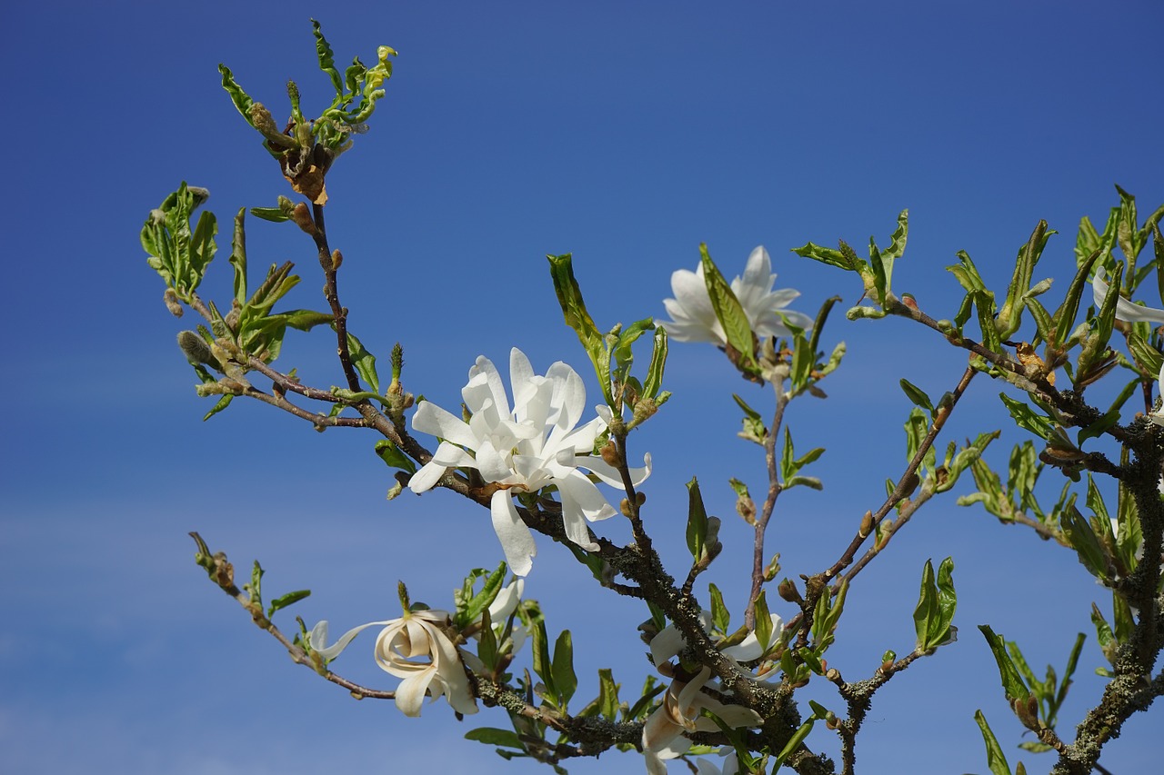 star magnolie magnolia blossom free photo