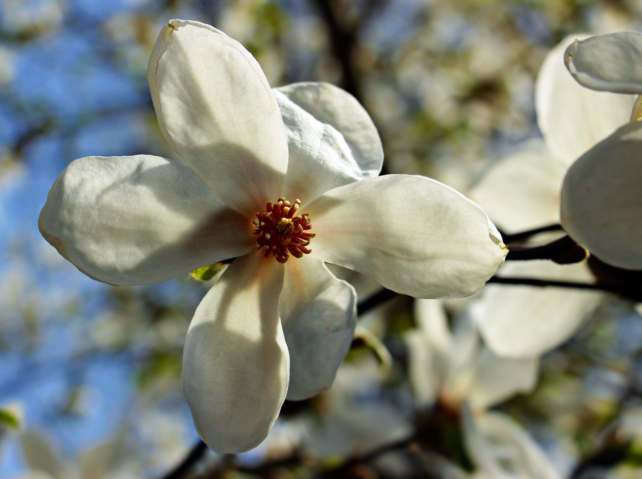 star magnolie  star magnolia  flower free photo