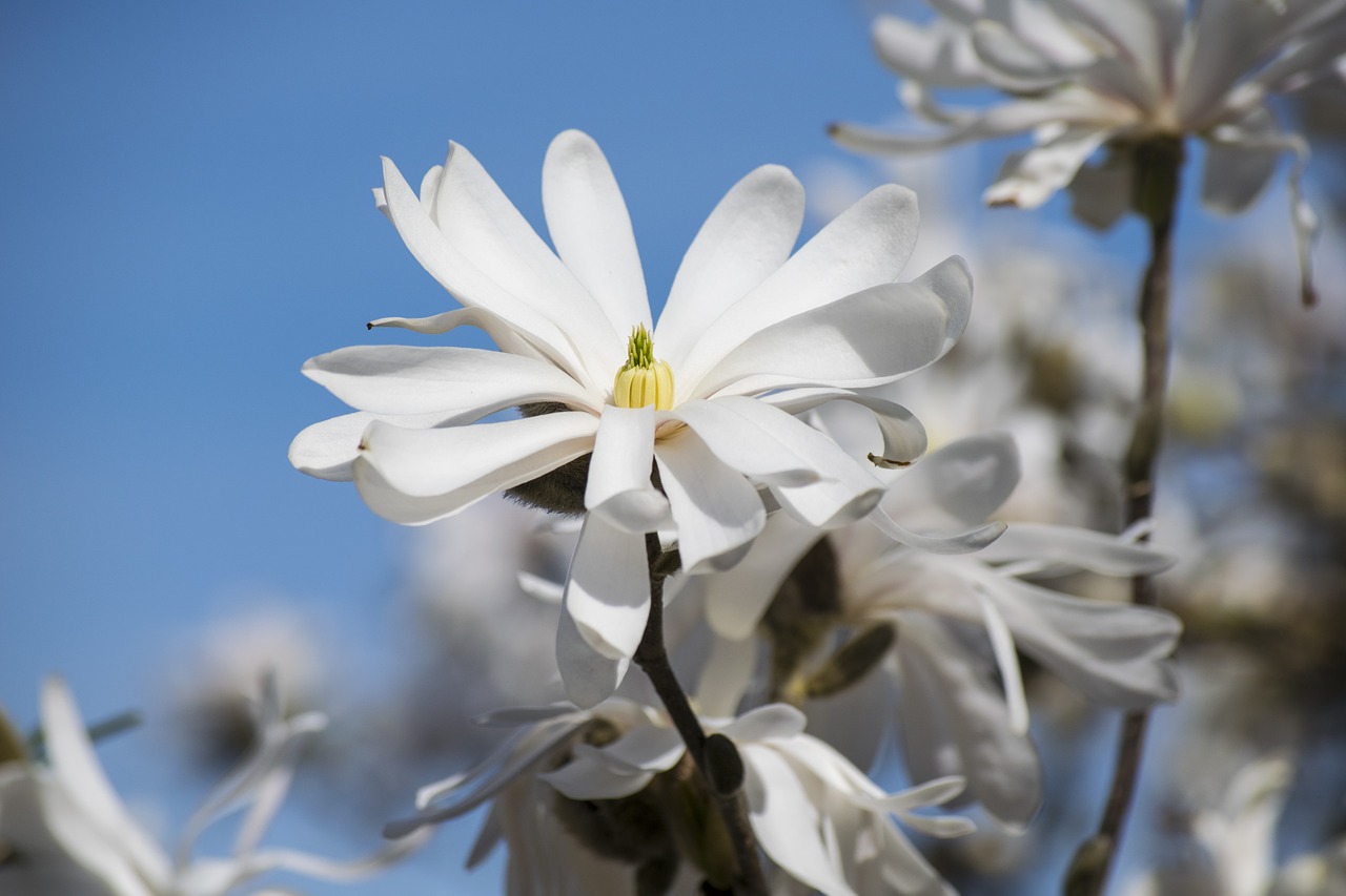 star magnolie flowering hedge white flower free photo