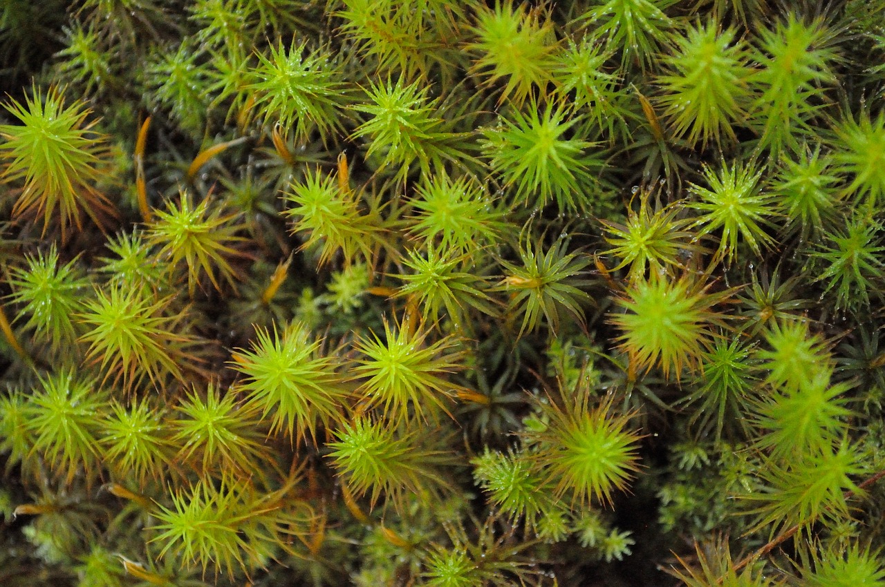 star moss  moss  macro free photo