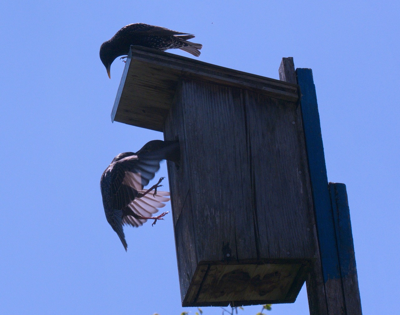 star mother feed bird free photo