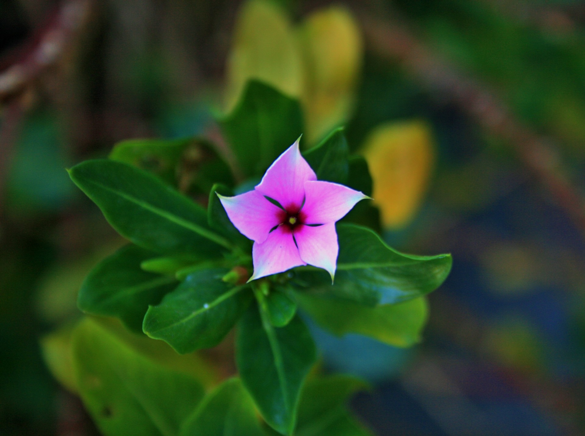 flower periwinkle pink free photo