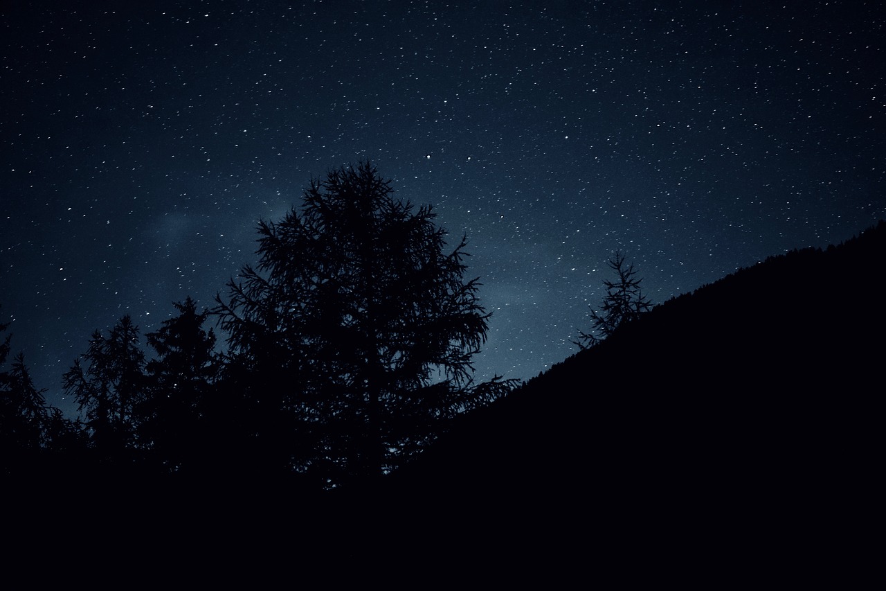 star sky  tree  night free photo