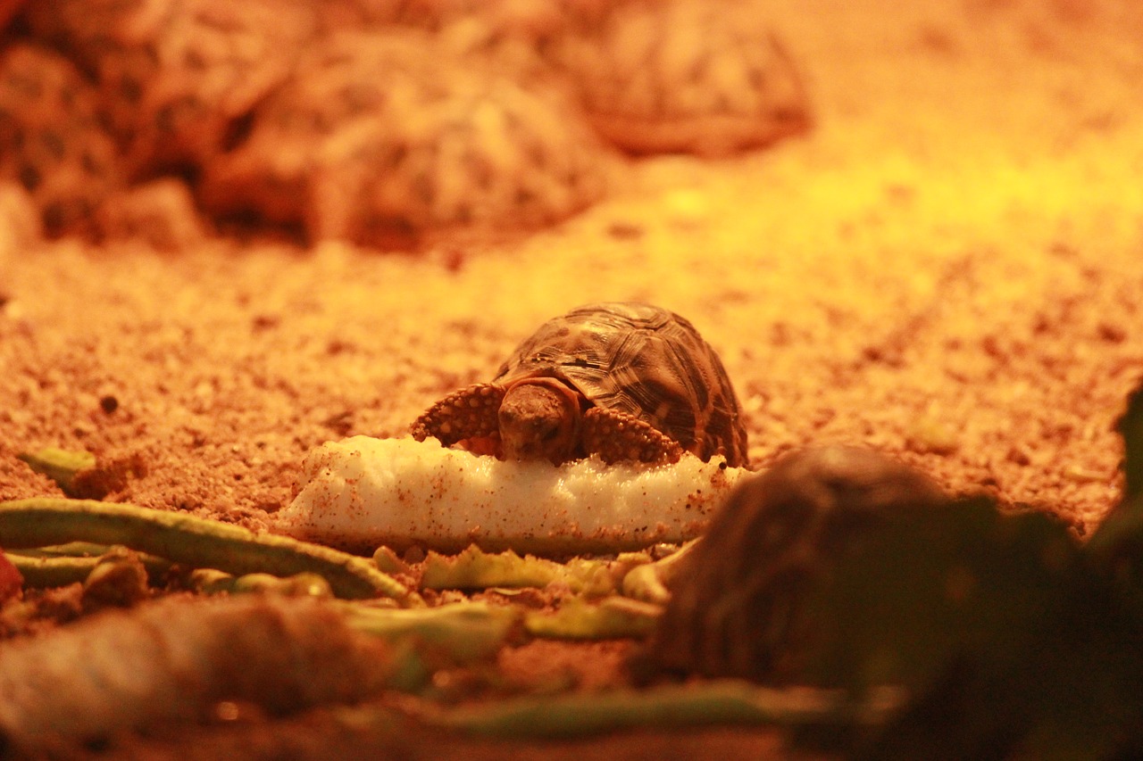 star tortoise tortoise eating free photo