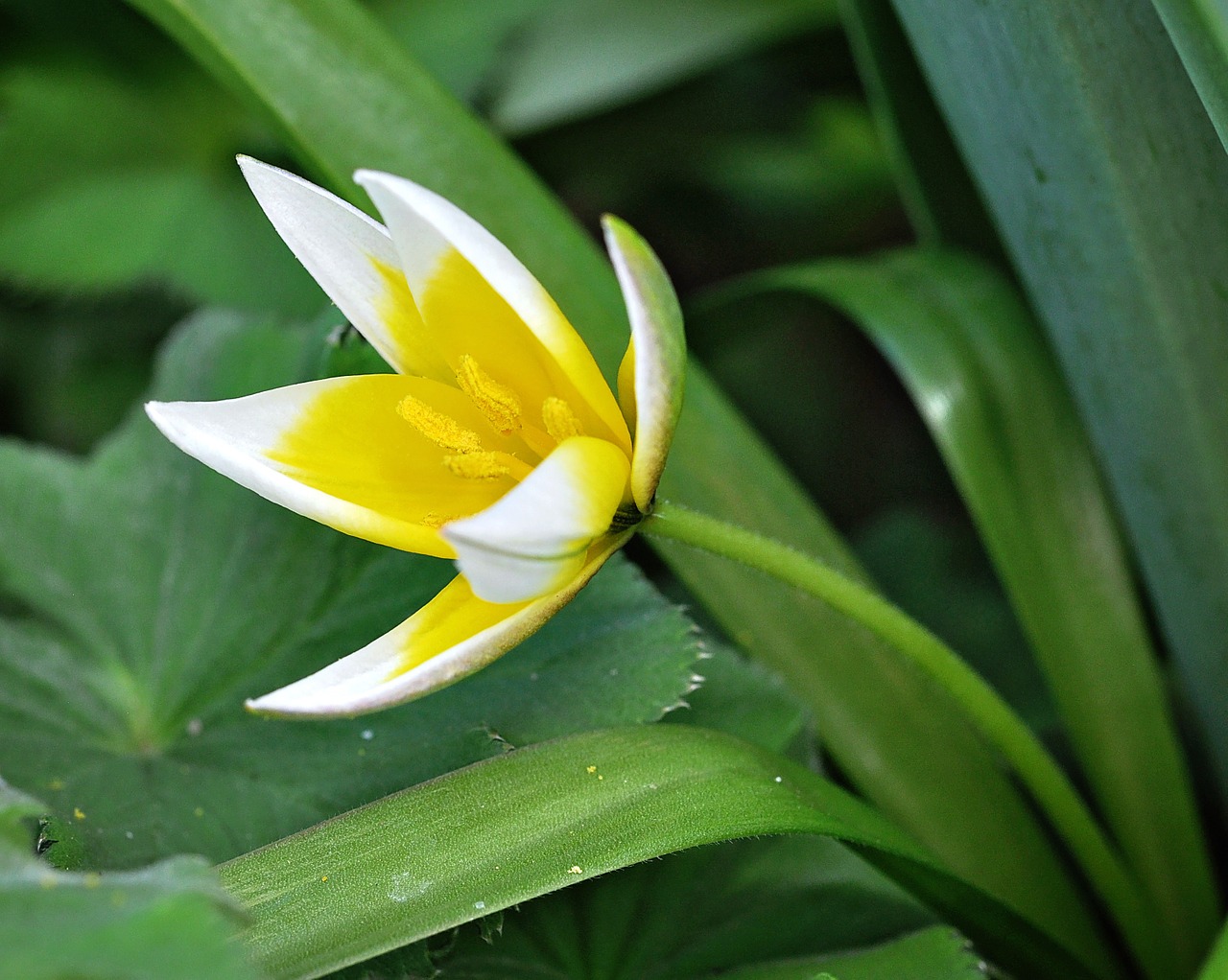 star tulip flower plant free photo