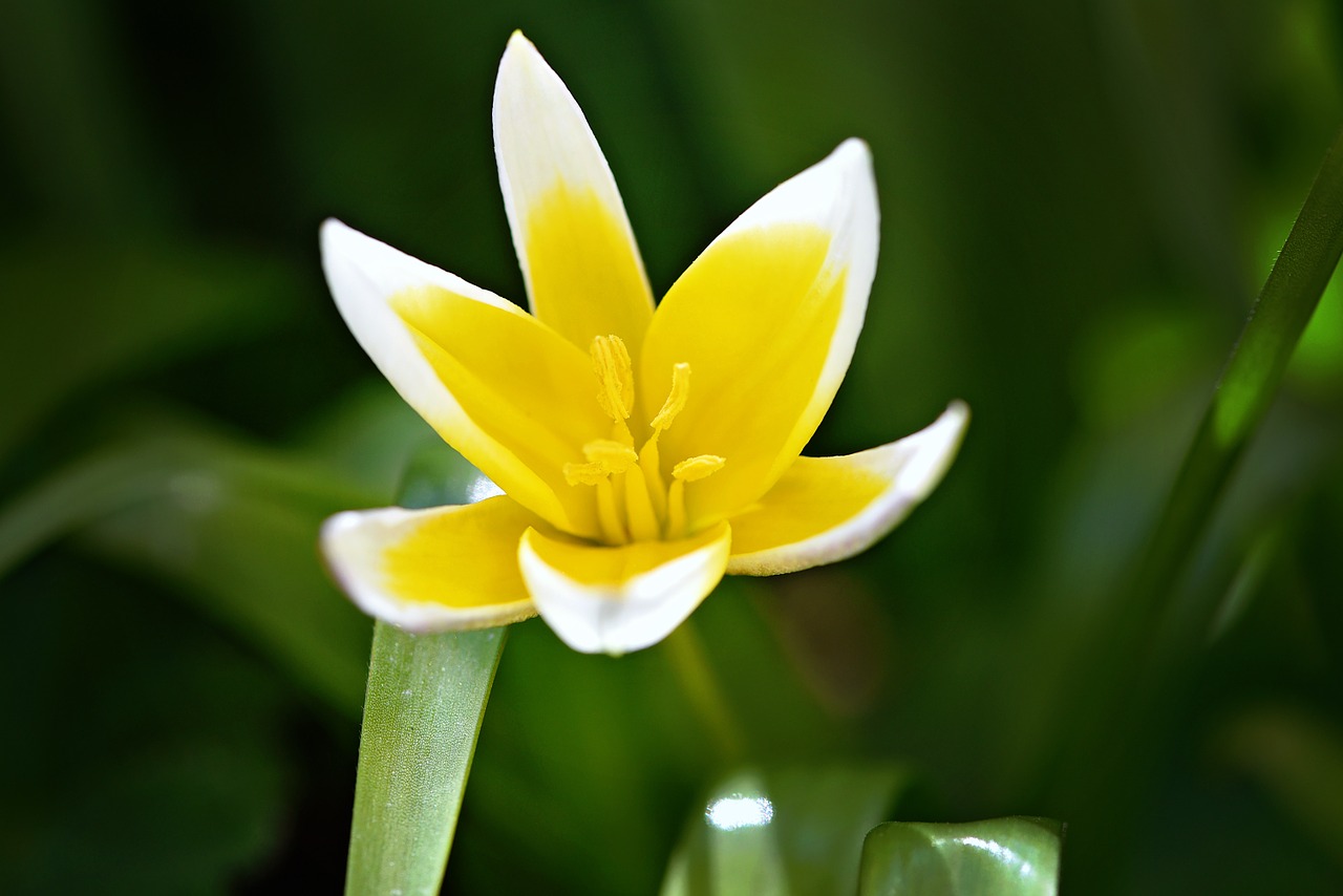 star tulip flower blossom free photo