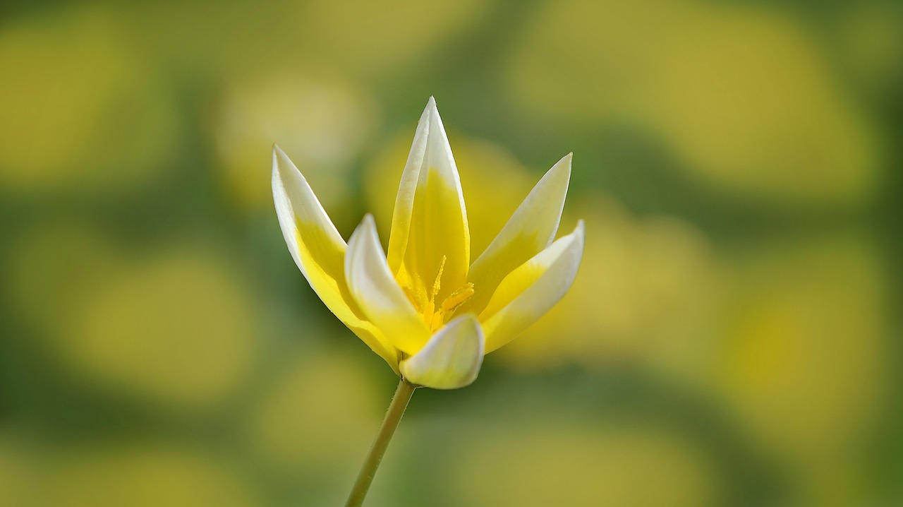 star tulip flower blossom free photo