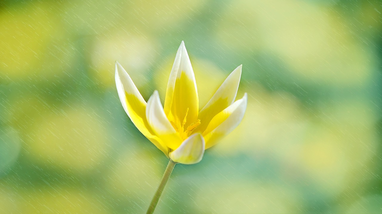 star tulip flower blossom free photo