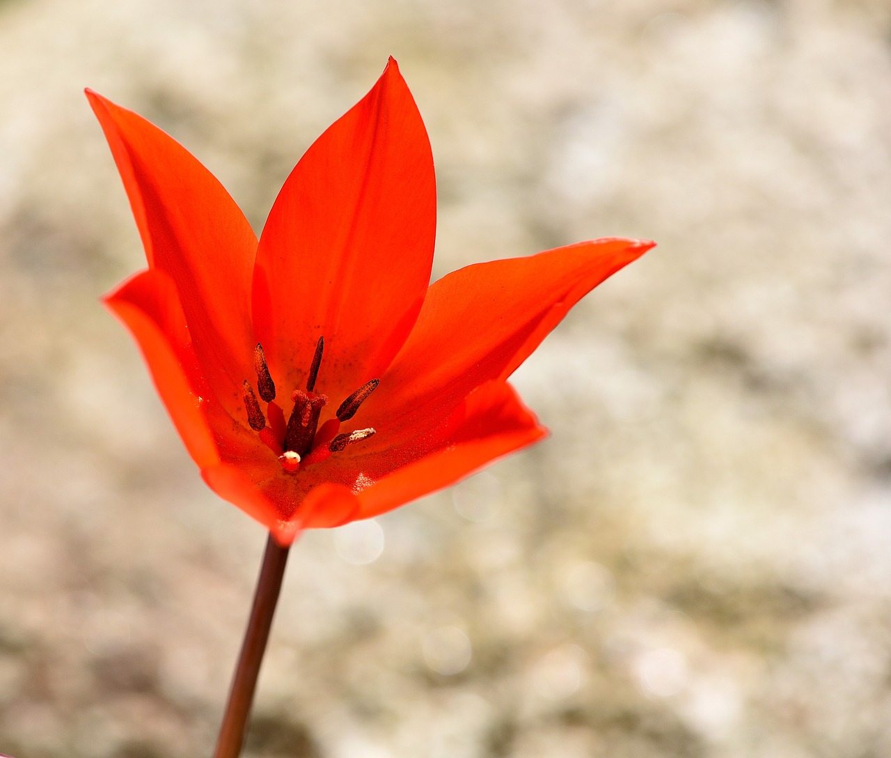 star tulip red flower free photo